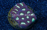 Favities Green Center w/ Dark Rim :: 59910