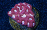 Favities Pink Center w/ Red Rim :: 63974