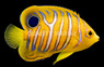 Misbarred Juvenile Orange Regal :: 30605