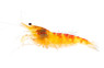 Golden Dragon :: 23406