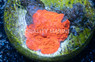 Mushroom Aussie Bright Red :: 30075