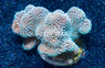 Cat's Paw, Green Polyps :: 90765