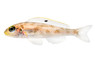 Sunflower Msalaba Sand Dweller :: 47283