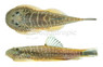 Borneo Sucker Humilis'Green' :: 97034