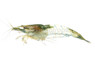 Rili Green :: 63045