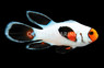 Ocellaris, Longfin Wyoming White, QM Labs :: 34034