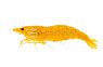 Golden Orange Camo :: 49855