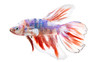 Halfmoon Barongsai, Male :: 47240