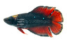 Plakat Double Tail Avatar, Male :: 97534