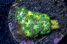 Zoa, Emerald Nightmare :: 18247