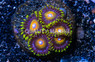 Zoa, Super Saiyan :: 20720
