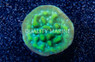 Encrusting, Apple Berry :: 51901
