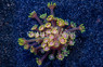 Daisy, Guavaberry :: 88866