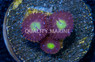 Zoa, Egg Yolks :: 93573