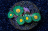 Zoa, Campfire :: 94087