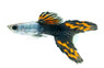 Lyretail Black Male :: 31707