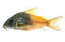 Rio Tomo Concolor CW217 :: 89243