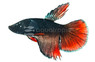 Longfin Avatar, Male :: 34320