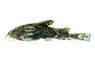Asian Moth :: 74974