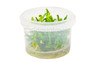 Hygrophila difformis Cup AT :: 48250