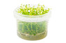 Rotala rotundifolia Orange Cup AT :: 63877