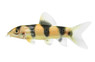 Clown X Emperor Hybrid :: 31499