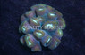Curvata Trumpet Green :: 45525