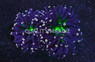Torch, Green Center, Black Tentacles w/  Yellow-Tip :: 45839