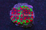 Favia "Xmas" :: 94034