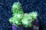 Horn, Branching Neon Green :: 97486