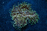 Torch, Green w/Yellow Tips :: 53452