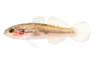 Northern Purple-Spotted Gudgeon :: 55371