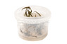 Cryptocoryne spiralis 'Tiger' Cup AT :: 80873