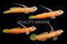 RWU AC Yasha Goby Buy 3 get 1 Free :: 92229