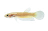 Pallifina 'Montoi', Male :: 76874