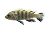 Cynotilapia 'Lion' Sanga :: 17753