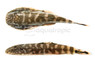 Borneo Sucker Zebra :: 43359