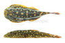 Borneo Sucker Big Spots Crenastus :: 49605