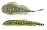 Borneo Sucker Blue Tail NK01 :: 51755