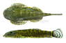Borneo Sucker Green Neon :: 78127