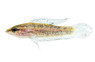 Licorice "Julinae" :: 88405