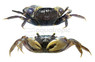 Blue Spider :: 90894