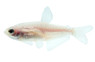 Emperor Leucistic Blue Kerri :: 78087