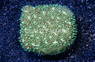 Pavona, Silverleaf :: 34323
