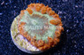Blasto, Orange w/Green Center :: 53756