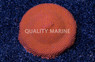 Porites, Encrusting Orange :: 88103