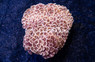 Wall  Hammer, Gold/Orange Tip :: 91481