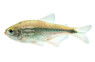 Flame Fin Astyanax :: 94040