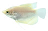 Giant Gold :: 61501