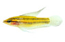 Licorice "Opallios" :: 64263